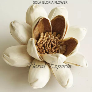 SOLA FLOWERS IN BULK - SOLA GLORIA FLOWER