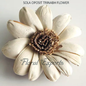 SOLA FLOWERS SALES - SOLA OPOSIT TRINABH FLOWER