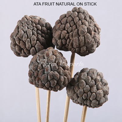 ATA FRUIT NATURAL ON STICK - DRY FLOWERS WHOLESALE