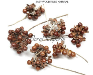 BABY WOOD ROSE NATURAL - DRIED FLOWERS WHOLESALE