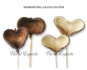 BADAM NATURAL & BLEACH - DRIED FLOWERS BULK PURCHASE