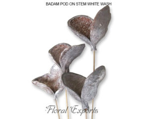 BADAM POD ON STEM WHITE WASH - DRIED FLOWERS MANUFACTURER
