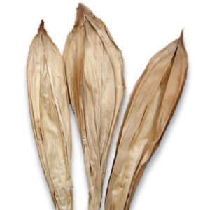 BEETLE-COVER - DRIED FLOWERS EXPORTERS