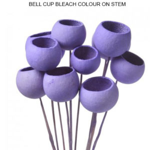BELL CUP BLEACH COLOR ON STEM - DRIED FLOWERS SALE