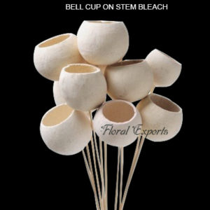 BELL CUP ON STEM BLEACH - DRIED FLOWERS EXPORTERS