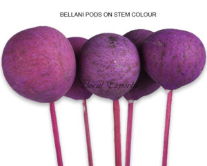BELLANI PODS ON STEM COLOR - DRIED FLOWERS SUPPLIERS