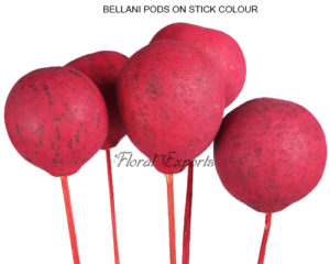BELLANI PODS ON STICK COLOR - DRIED FLOWERS INDIA