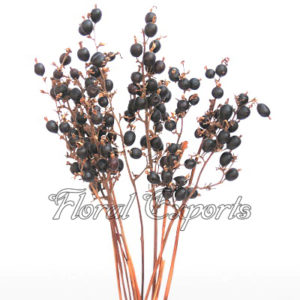 BLACK-BERRIES STICK - DRIED FLOWERS BULK PURCHASE