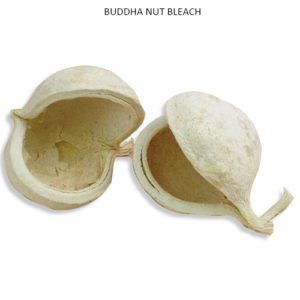 BUDDHA NUT BLEACH - DRIED FLOWERS WHOLESALE PURCHASE
