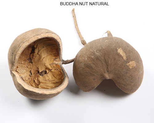 BUDDHA NUT NATURAL - DRY FLOWERS WHOLESALE