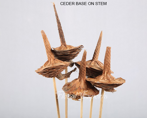 CEDER BASE ON STEM - DRY FLOWERS BULK PURCHASE