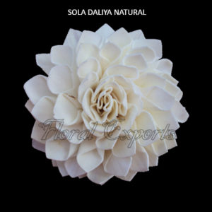 SOLA DAHLIA NATURAL - SOLA WOOD FLOWERS BULK