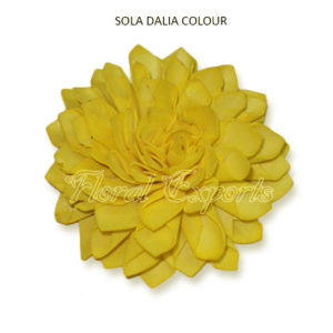 SOLA DAHLIA COLOUR - SOLA WOOD FLOWERS SALE