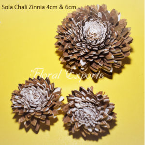 Sola Chali Zinnia - Sola Flowers Bulk Suppliers