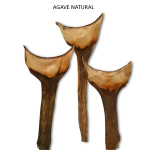 sušeno cvijeće - AGAVE NATURAL