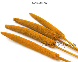 Fleurs séchées decoration - BABLA YELLOW
