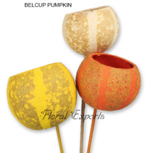 Dry Flowers – Dry Floral Wholesale - BELCUP PUMPKIN