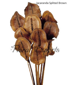 Dry Flowers – Dry Floral Bulk Purchase - Jacaranda Splited Brown