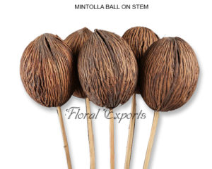 MINTOLLA BALL