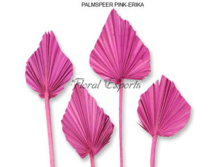 PALM SPEER PINK-ERIKA