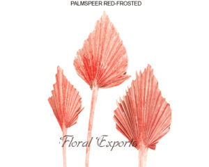 PALM SPEER RED-FROSTED