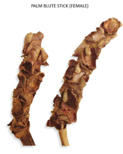 DRIED FLOWERS BULK PURCHASE