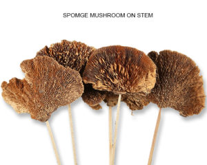 SPOMGE MUSHROOM ON STEM - DRIED FLOWERS