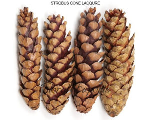 STROBUS CONE LACQURE