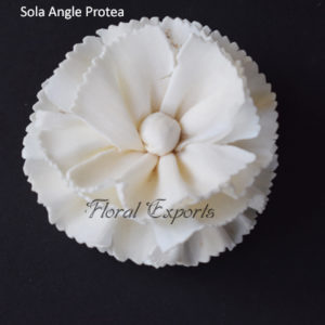 Best Quality Sola Flowers - Sola Angle Protea