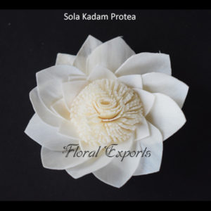 Best Quality Sola Wood Flowers - Sola Kadam Protea