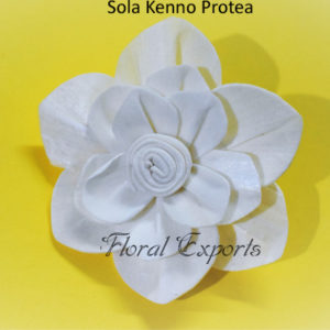 Shola Flowers
