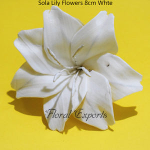 SHOLA KWIATY Sola KWIATY - Sola Lily Flowers 8cm White