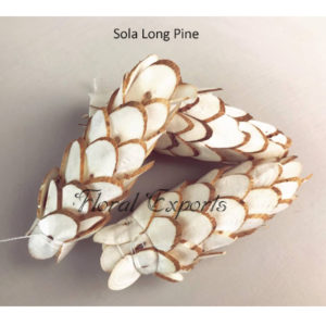 Shola Flowers Canada - Sola Long Pine