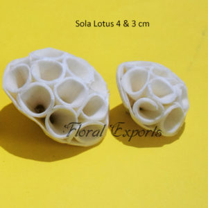 Sola Flowers