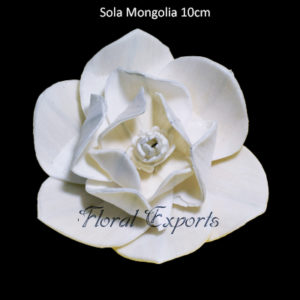 FLEURS DE SHOLA - Sola Mongolia 10cm