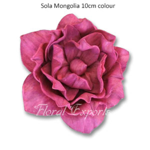 SOLA CVIJEĆE - Sola Mongolia 10cm color