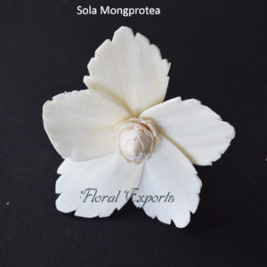 Sola Wood Flowers Manufacturer - Sola Mongprotea