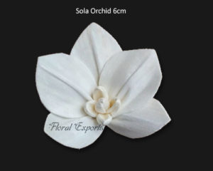 SOLA BLOEMEN - Sola Orchid 6cm