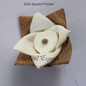 Sola Wood Flowers Canada - Sola Square Protea