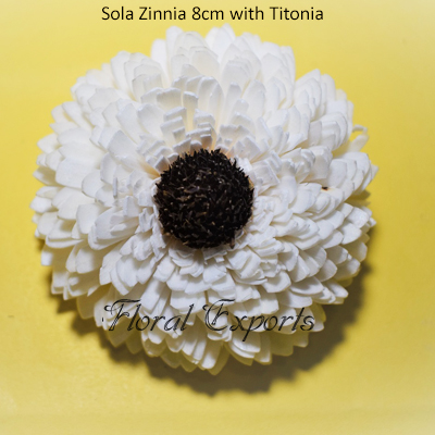SHOLA KVĚTY - Sola Zinnia 8cm with Titonia