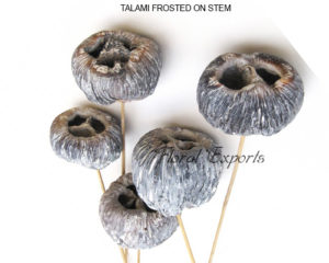 TALAMI FROSTED ON STEM