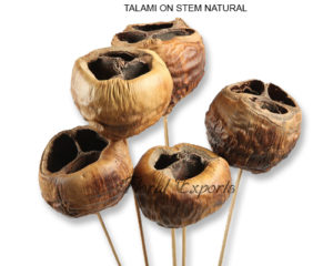 TALAMI ON STEM NATURAL - DRIED FLOWERS